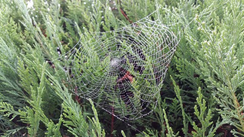 The web