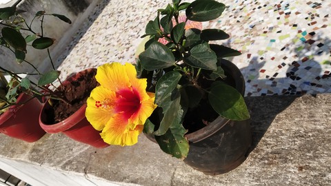 flower