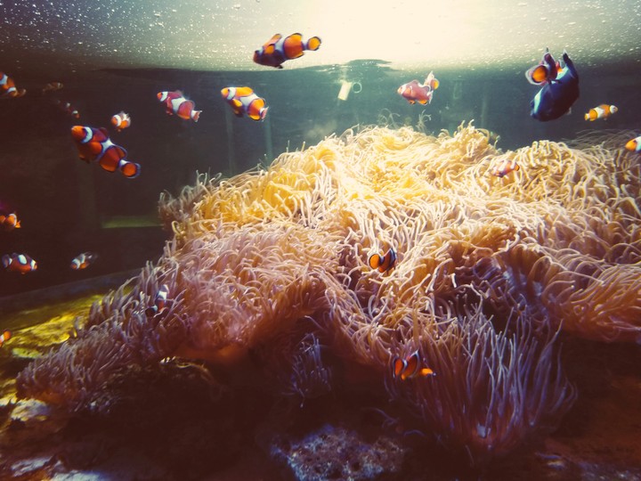 finding nemo