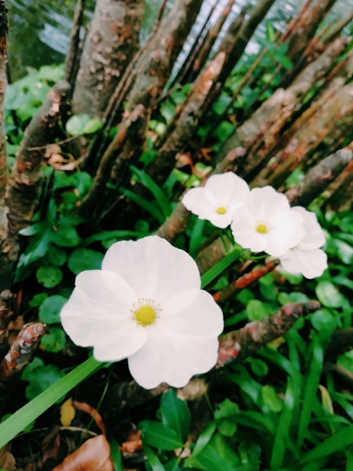White flower