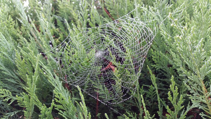 The web