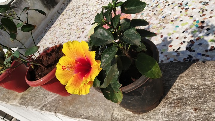 flower