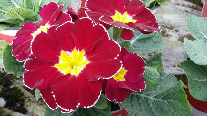 Burgundy Primula