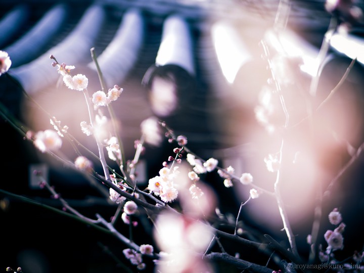 spring_flower