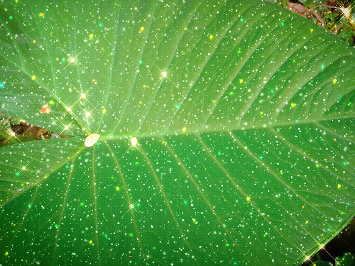 Leaf