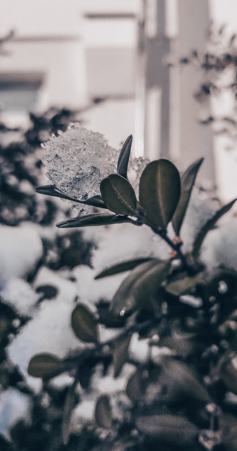 Icy