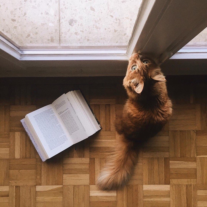 The books and cat♥