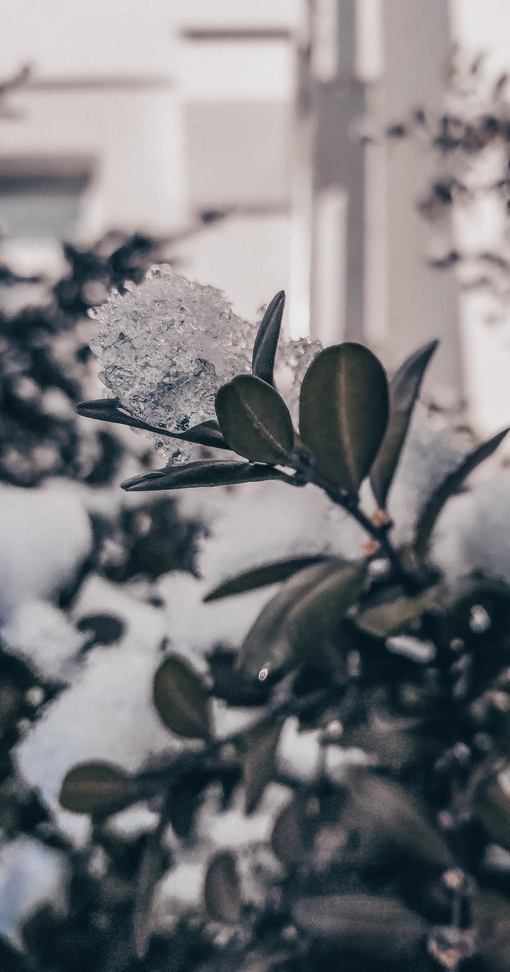 Icy
