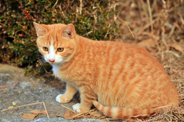 인왕산 길냥이(WildCat of InWang mountain)