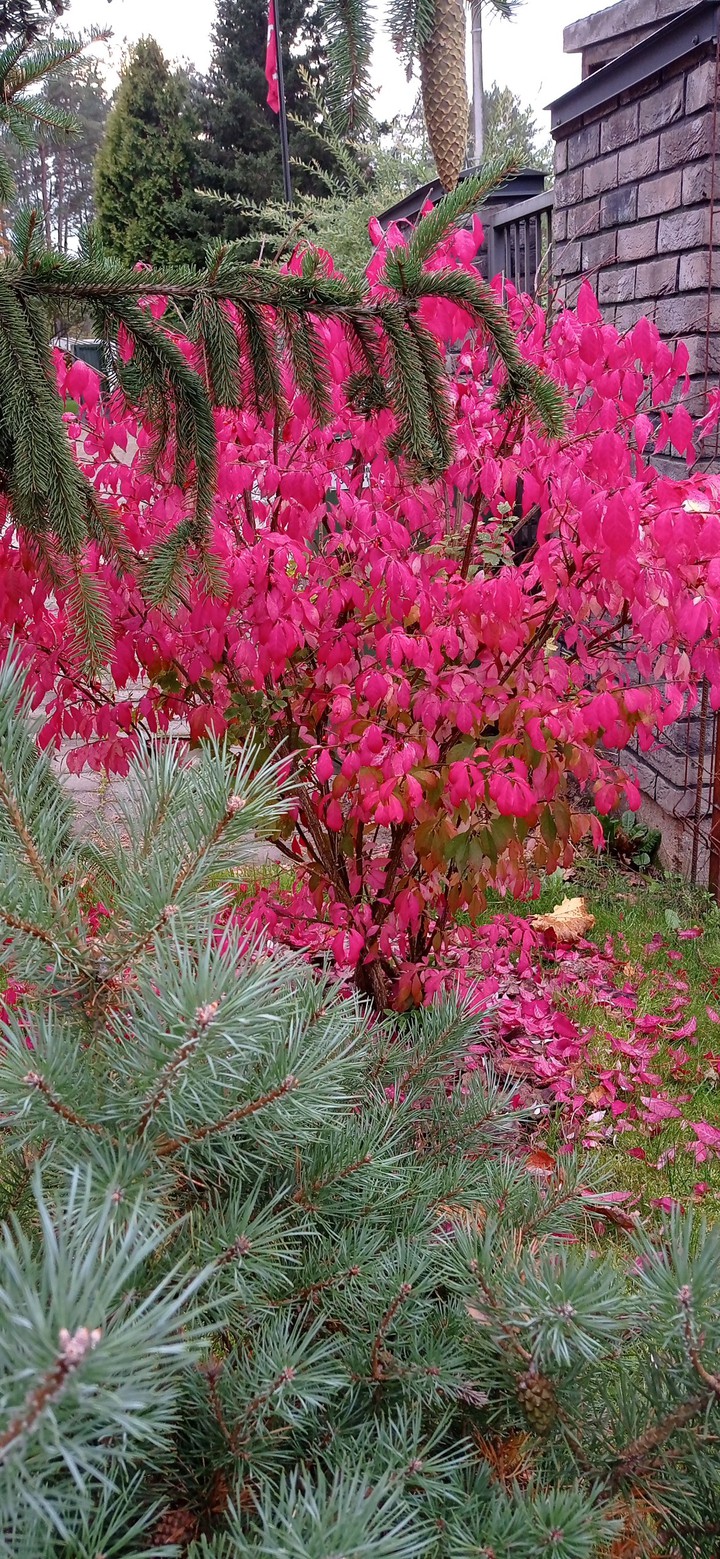 bright autumn