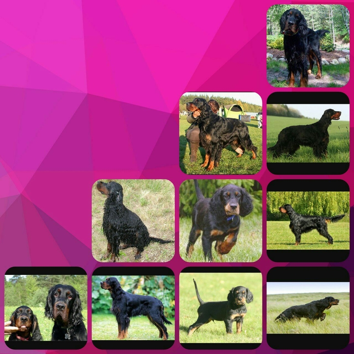 Cute dogs