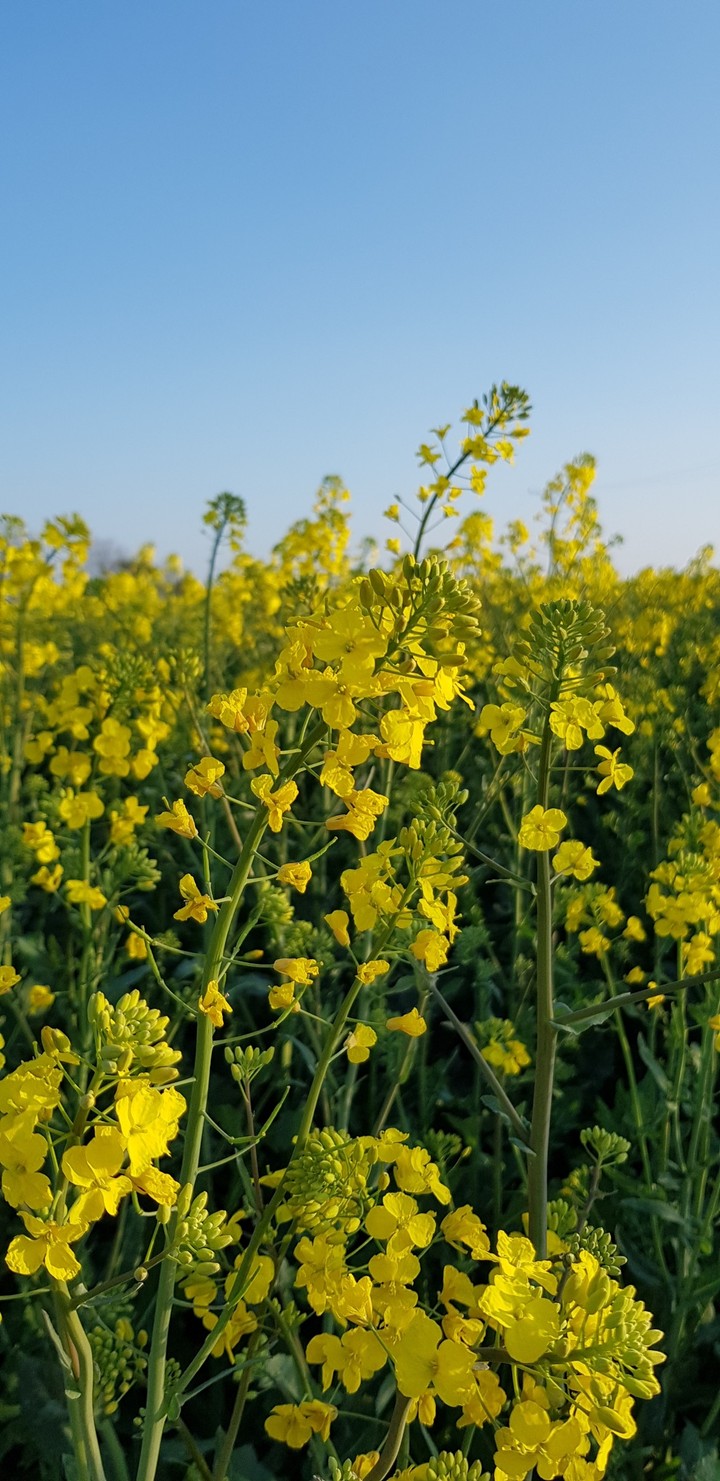 Yellow rape