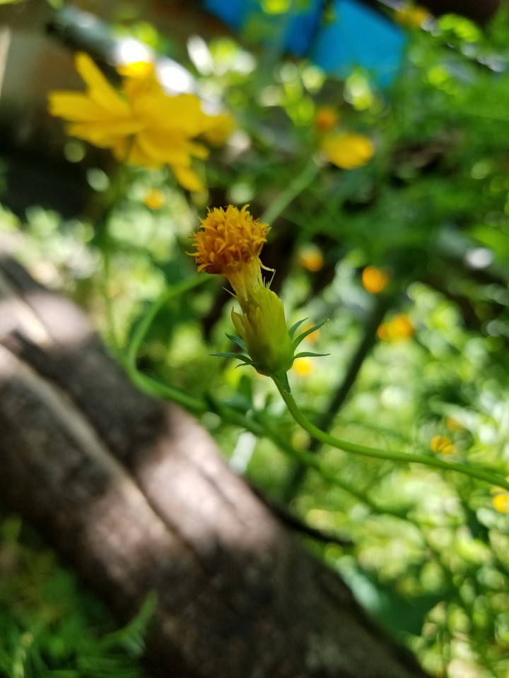 Capullo