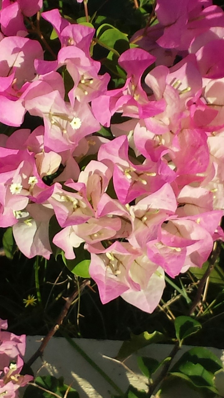 pink