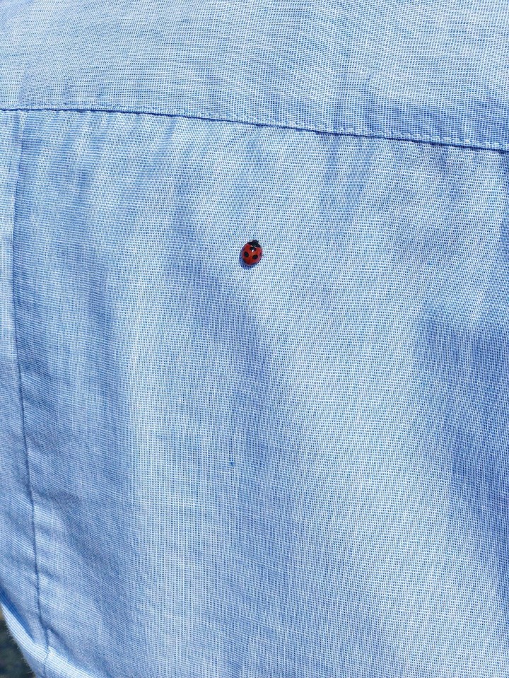 Ladybird •
