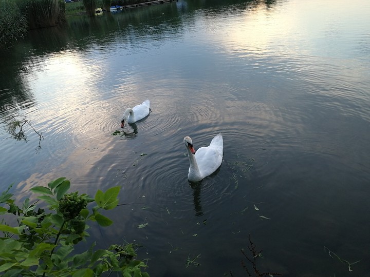 Swans