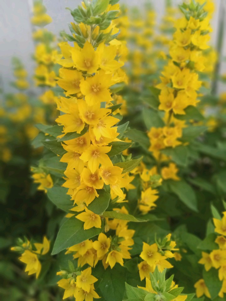 yellow flowers of June