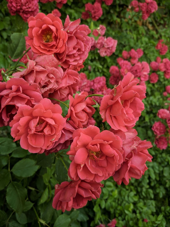 flower face
