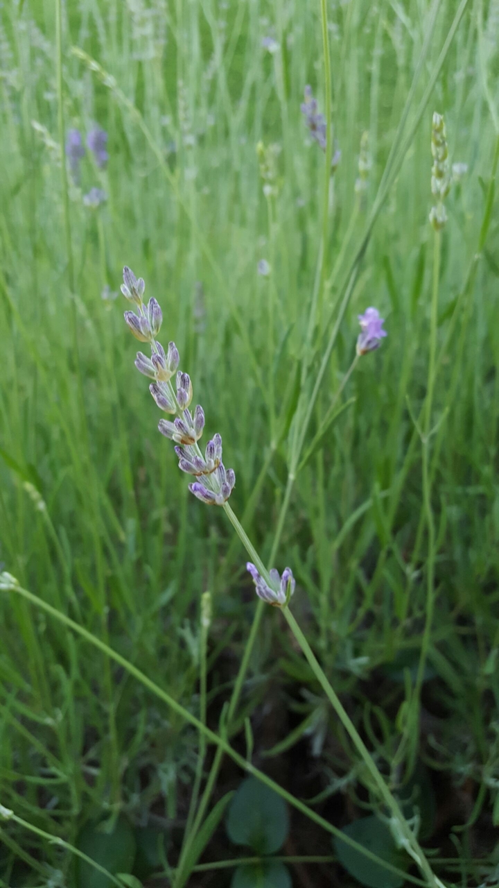 Lavender