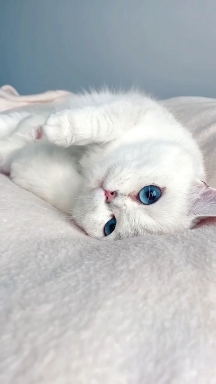 kitten