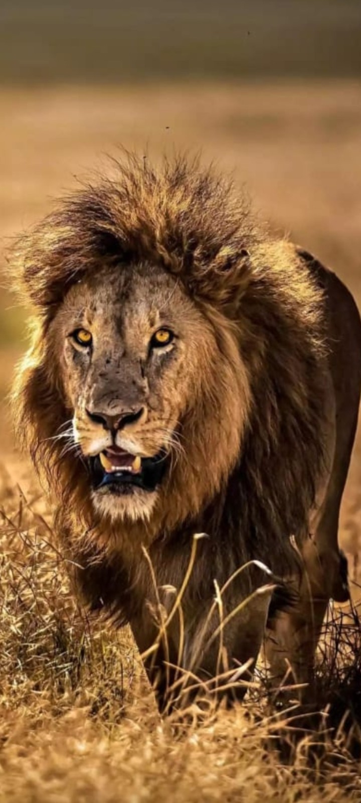 THE LION KING