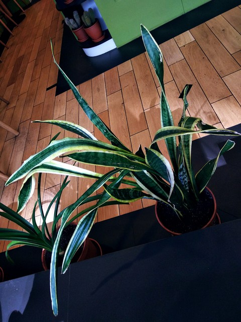 plants
