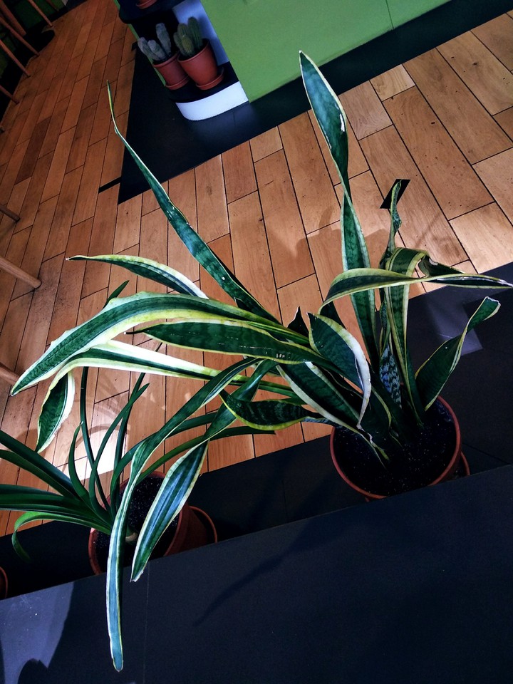 plants