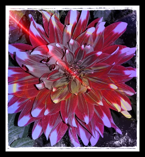 # FLOWER