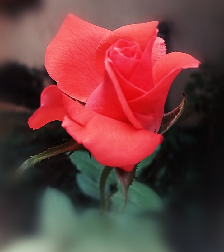Rose