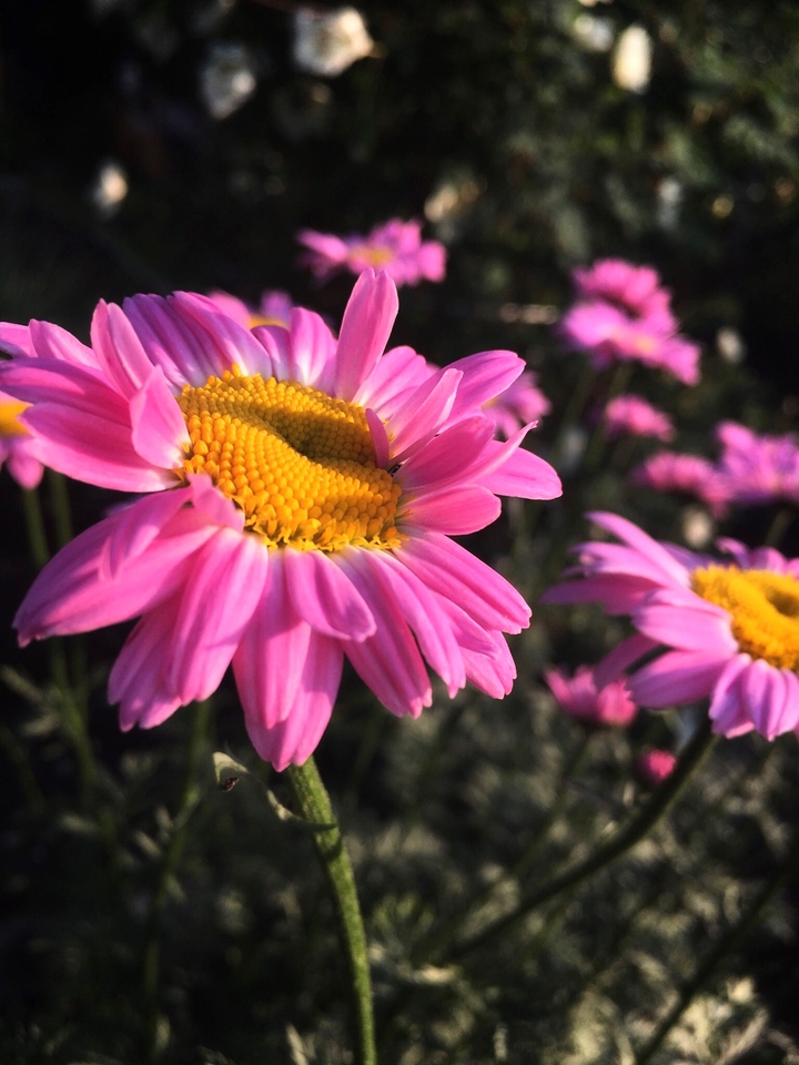 Pink beauty