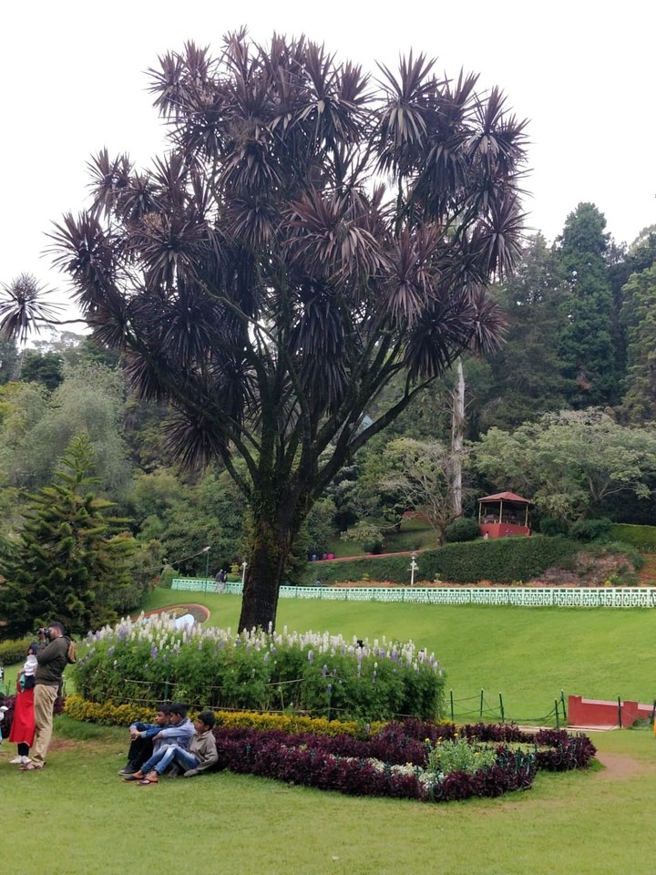 ooty
