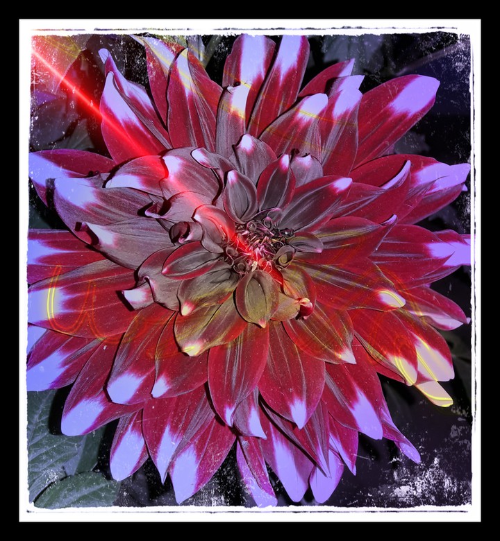 # FLOWER
