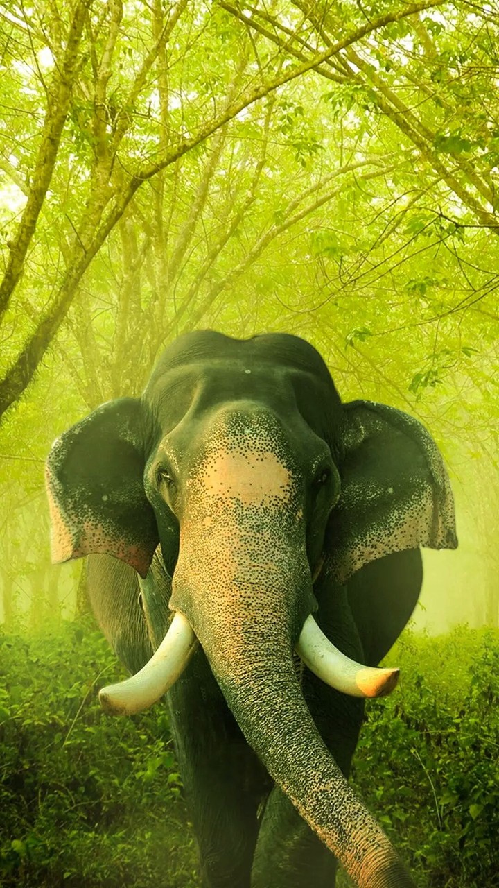 elephant