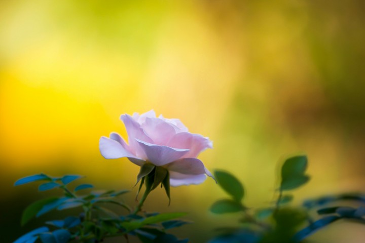 Flor