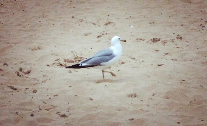 Seagull on the lake shore