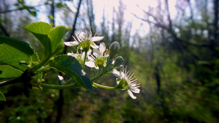 Blumen im Wald