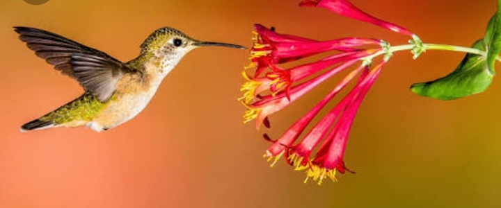 Humming Bird