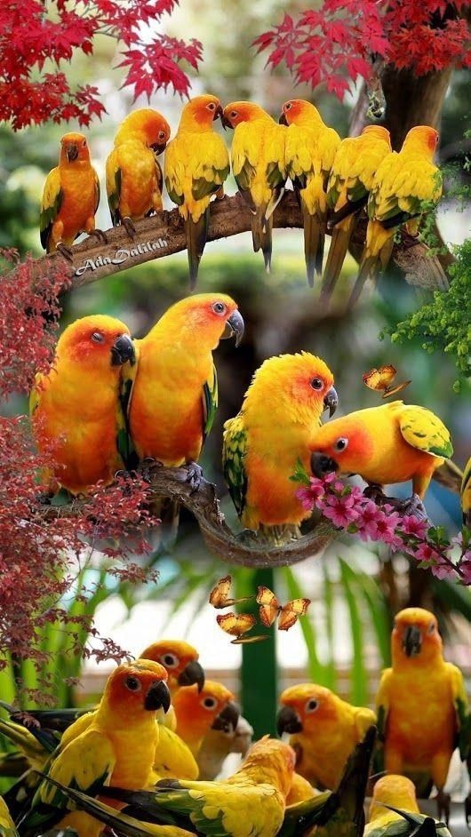 Parot  tolk