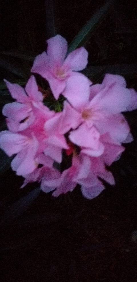 Pink poison lovers