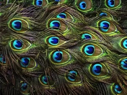 feathers