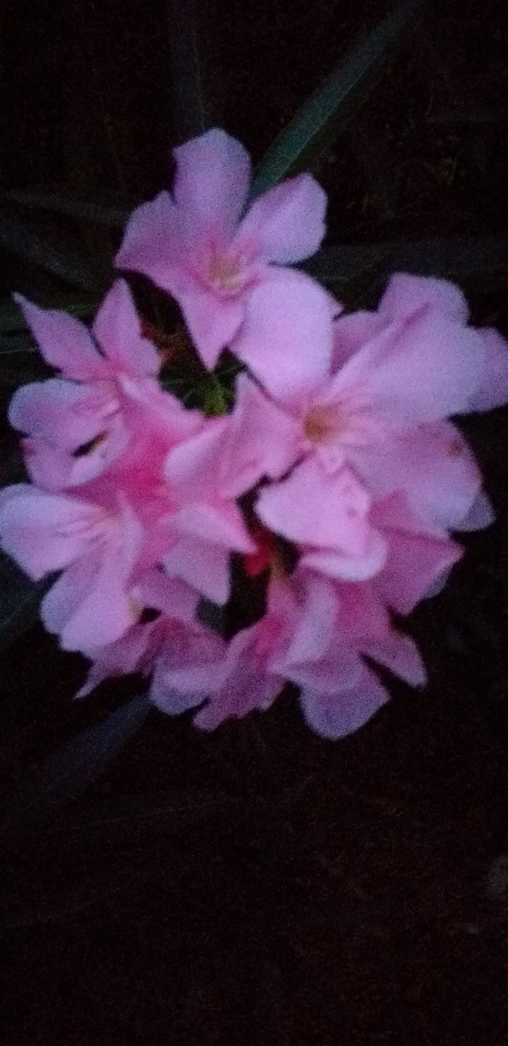 Pink poison lovers