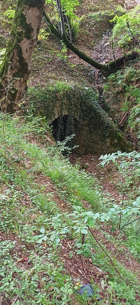 shrub, 木制品壁纸