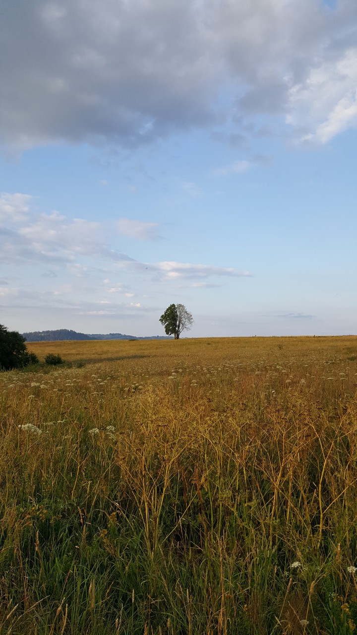 The tree which is half green and half dead.