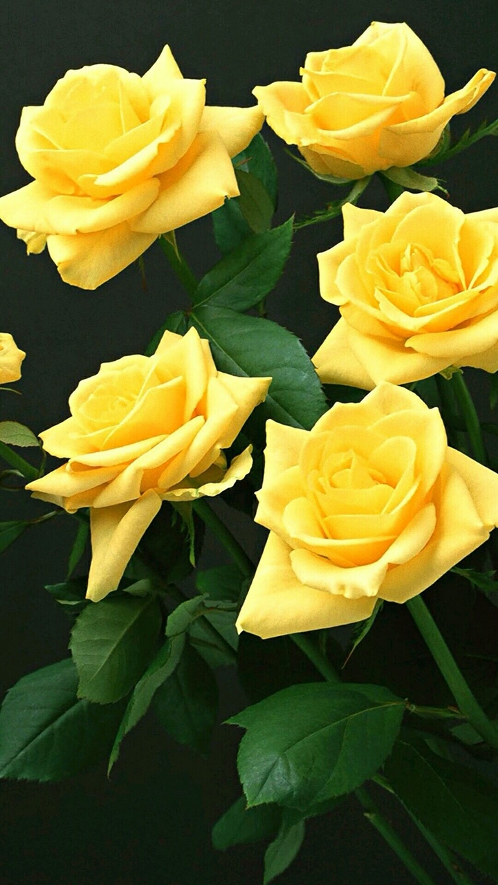 Beautiful Yellow Rose