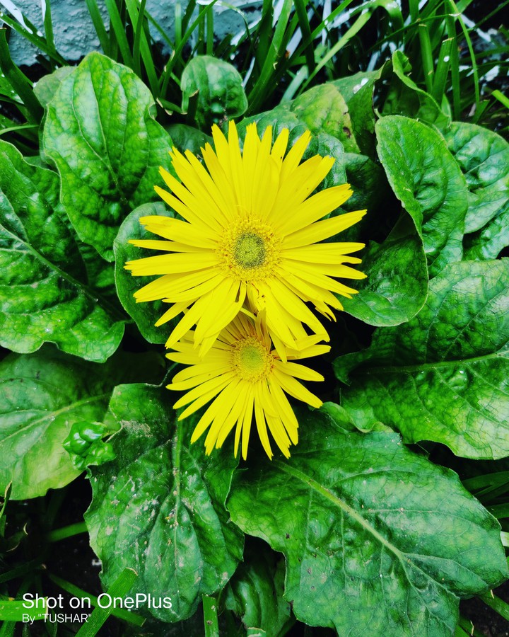 flowers