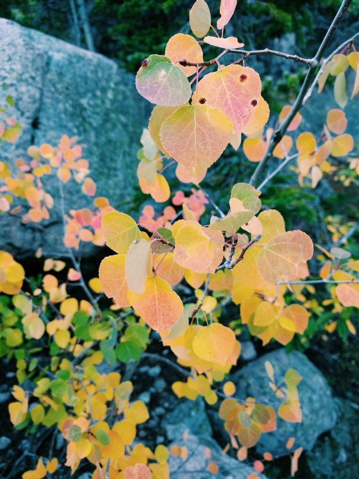 Leaves changing