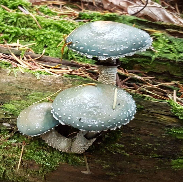 #Mushroom
