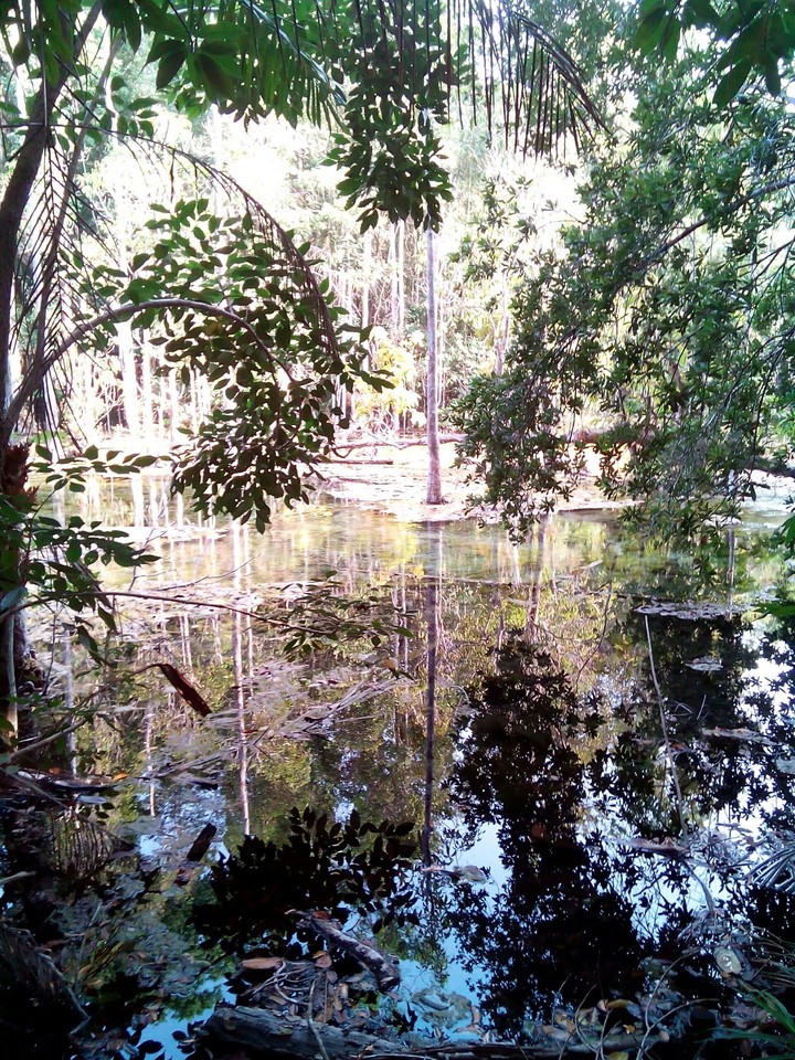 woodland