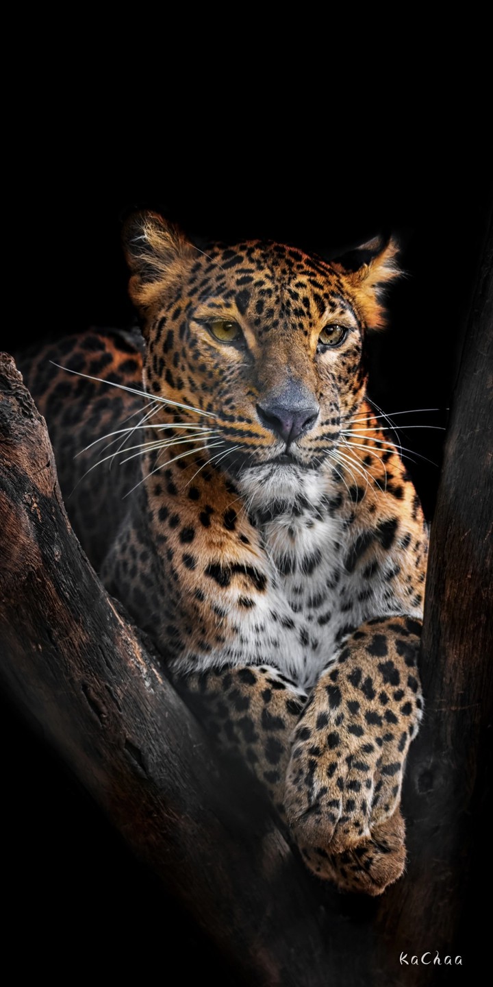 Cheetah