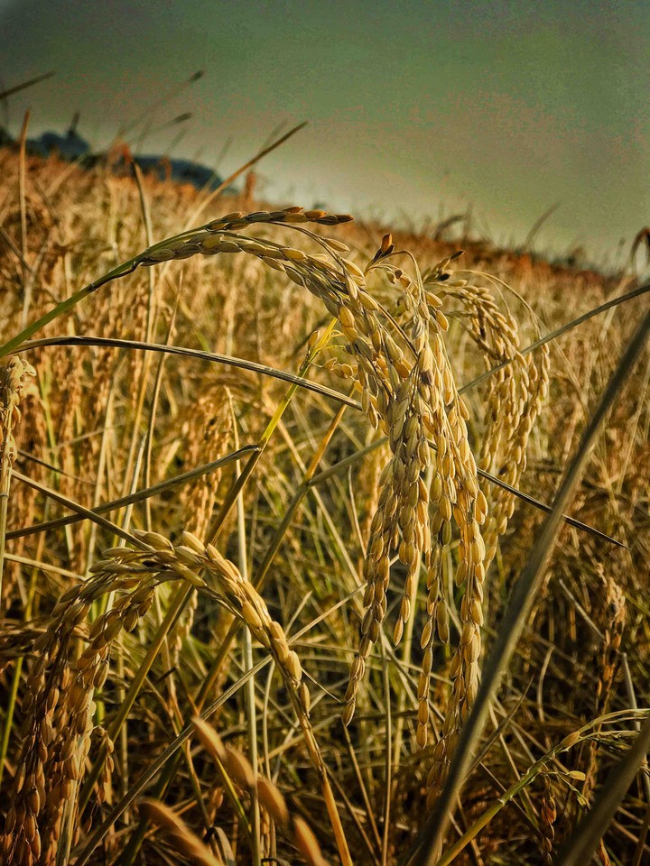 rice field